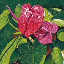 Anthurium