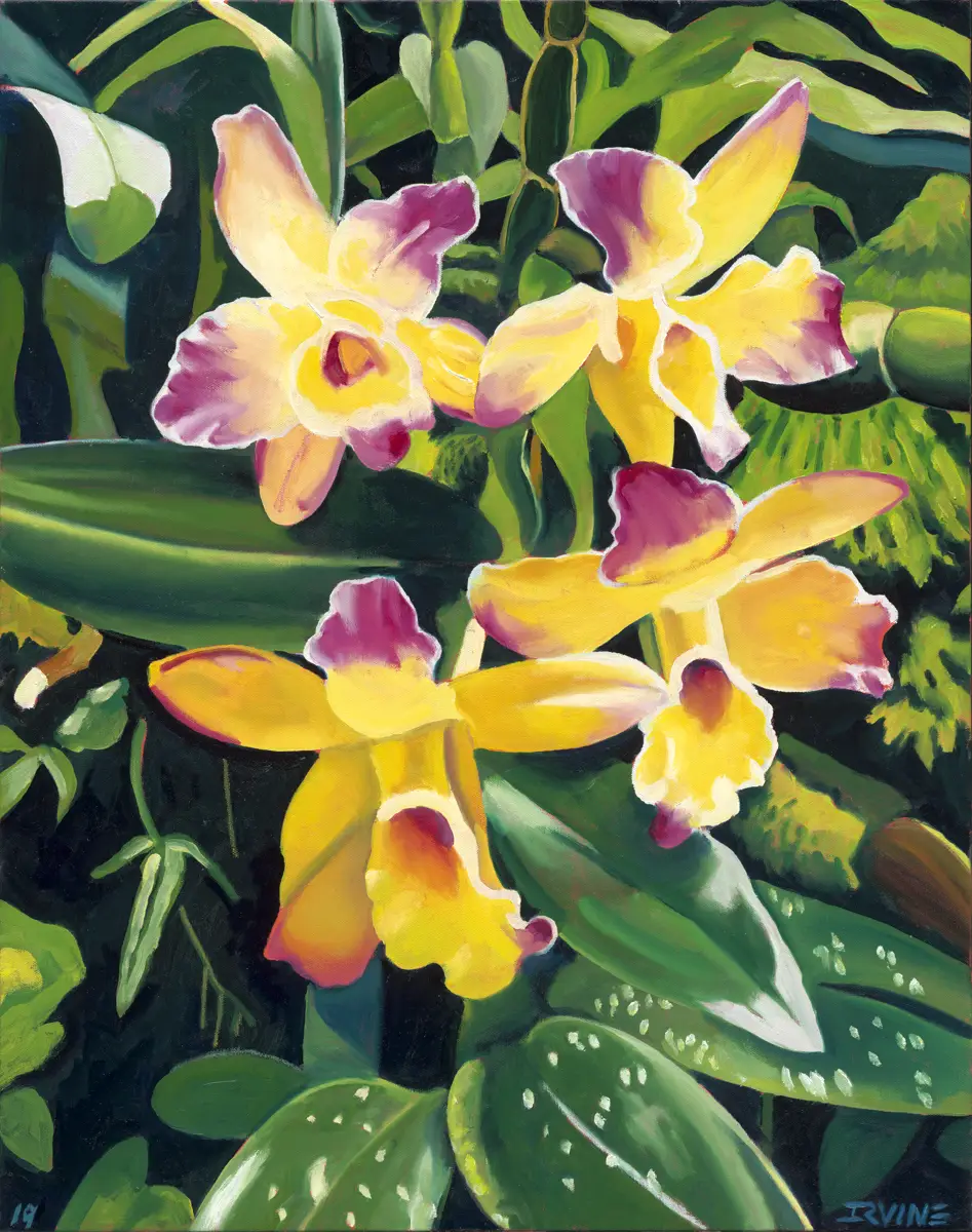 Backyard Orchid