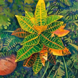 Croton Petra