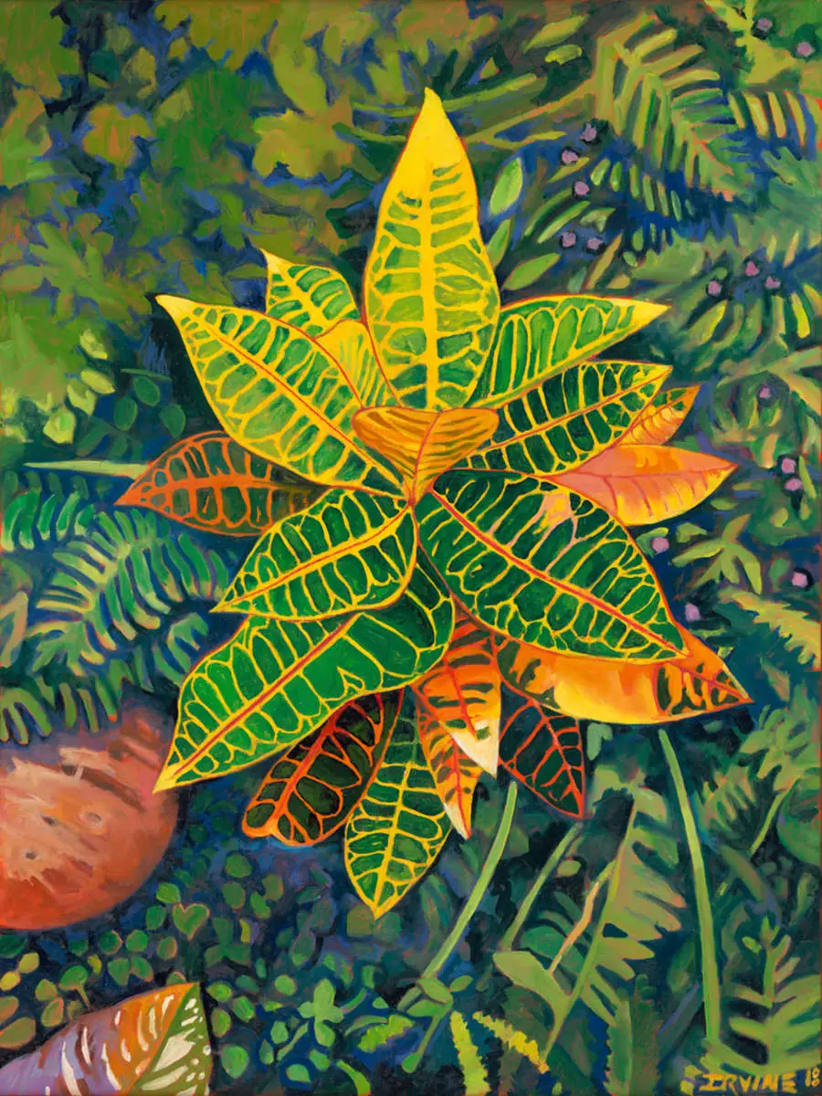 Croton Petra