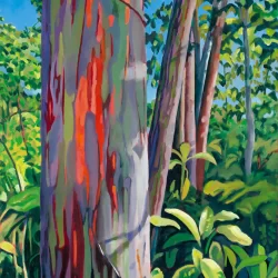 Rainbow Eucalyptus