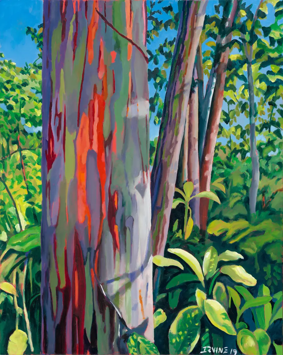 Rainbow Eucalyptus