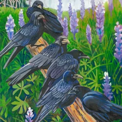 Ravens