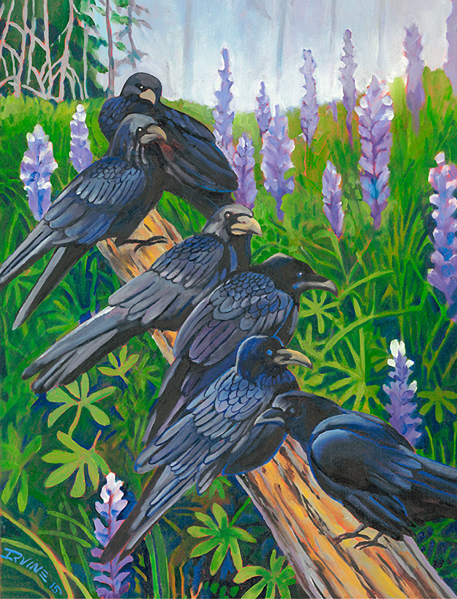 Ravens