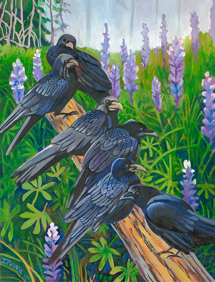 Ravens