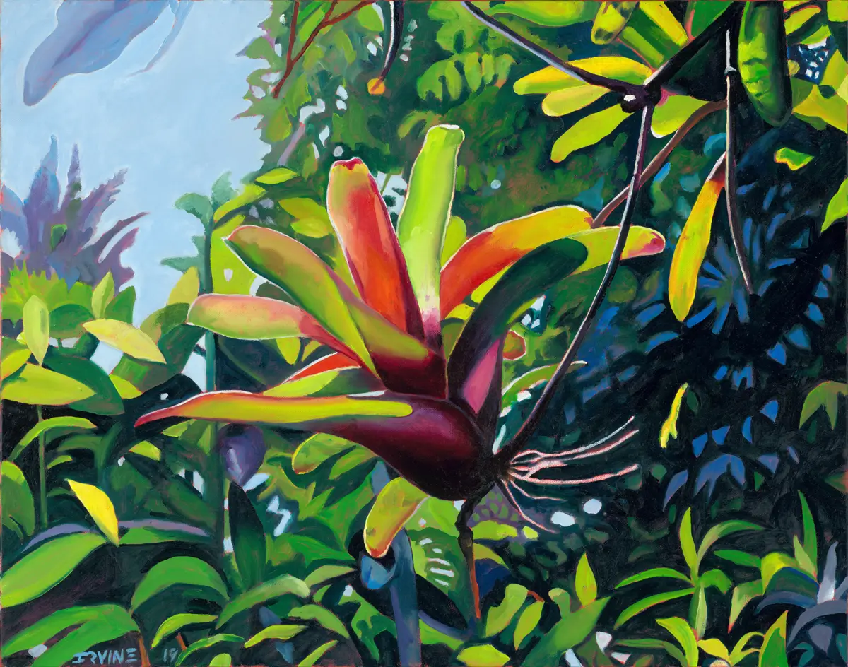 Swimming Bromiliad